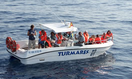 Whale watching Tarifa - dolphin