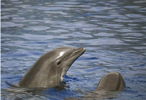 Whale watching Tarifa - Bottlenose Dolphin