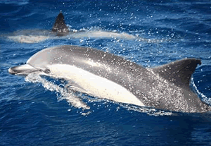 Whale Watching Tarifa - Common dolphins